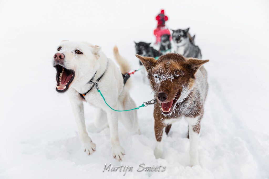 Eager sled dogs during a short break on a dogsledding expedition.