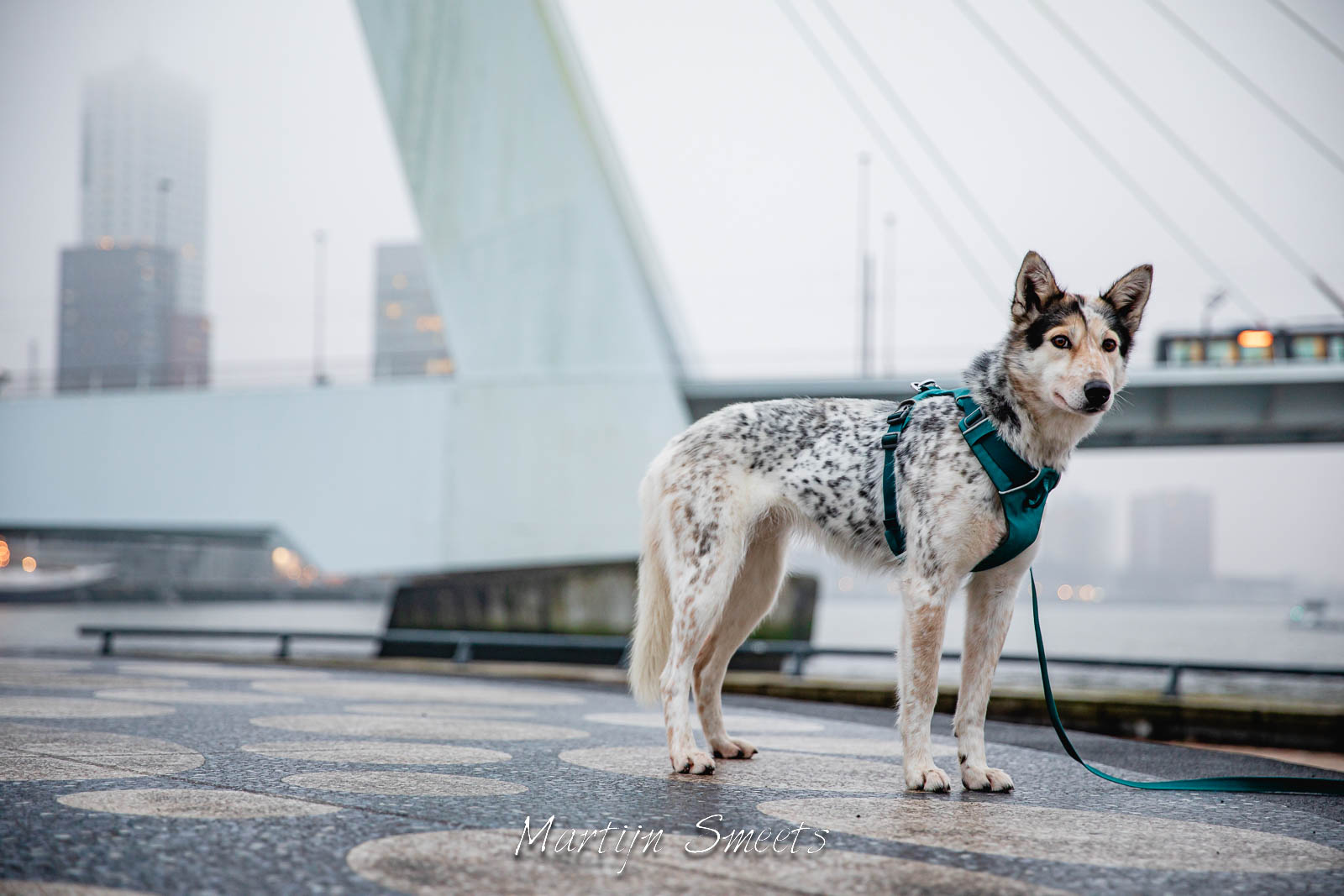 Ala the Alaskan Husky in Rotterdam