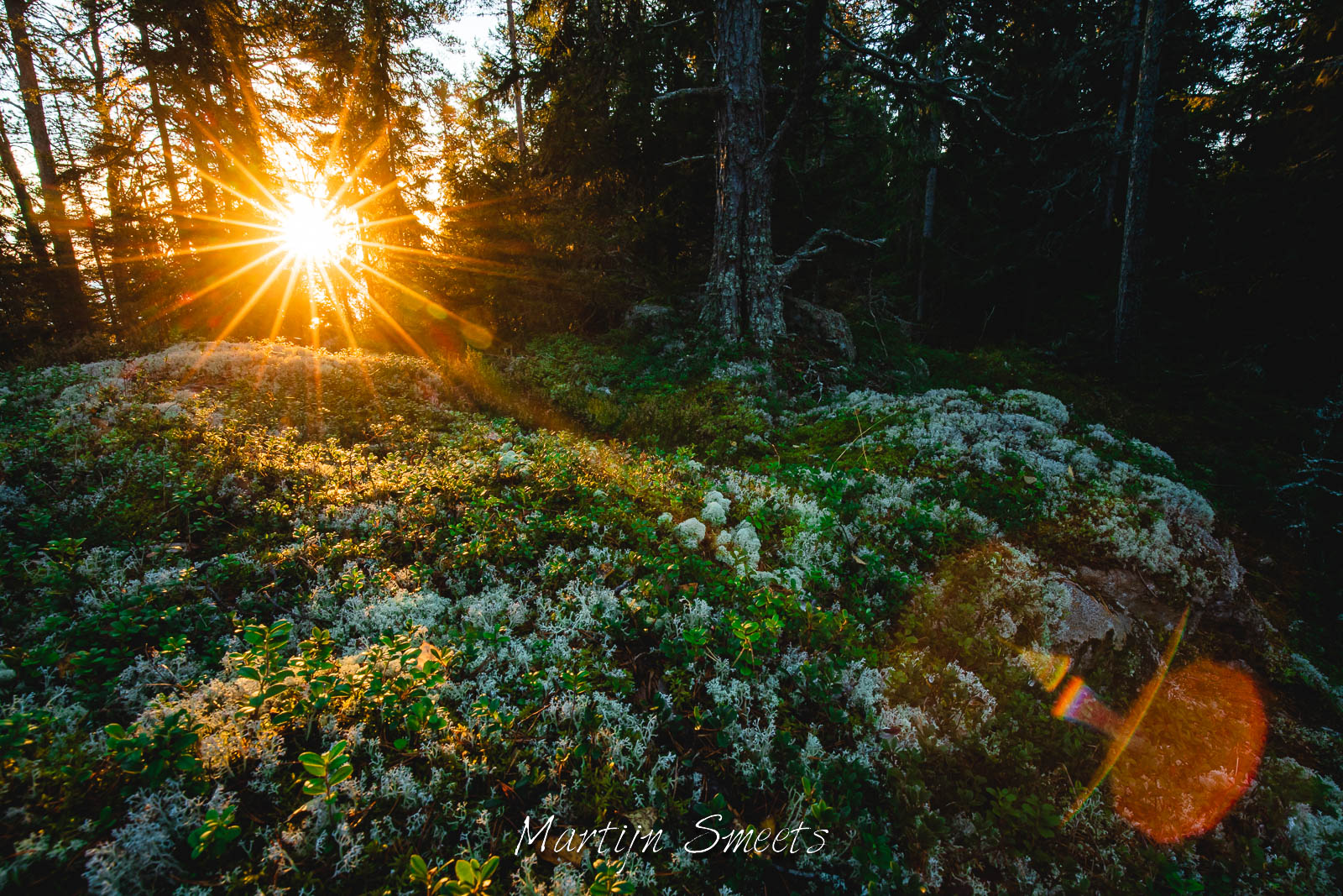 Sun through the trees in Skuleskogens National Park, Sweden