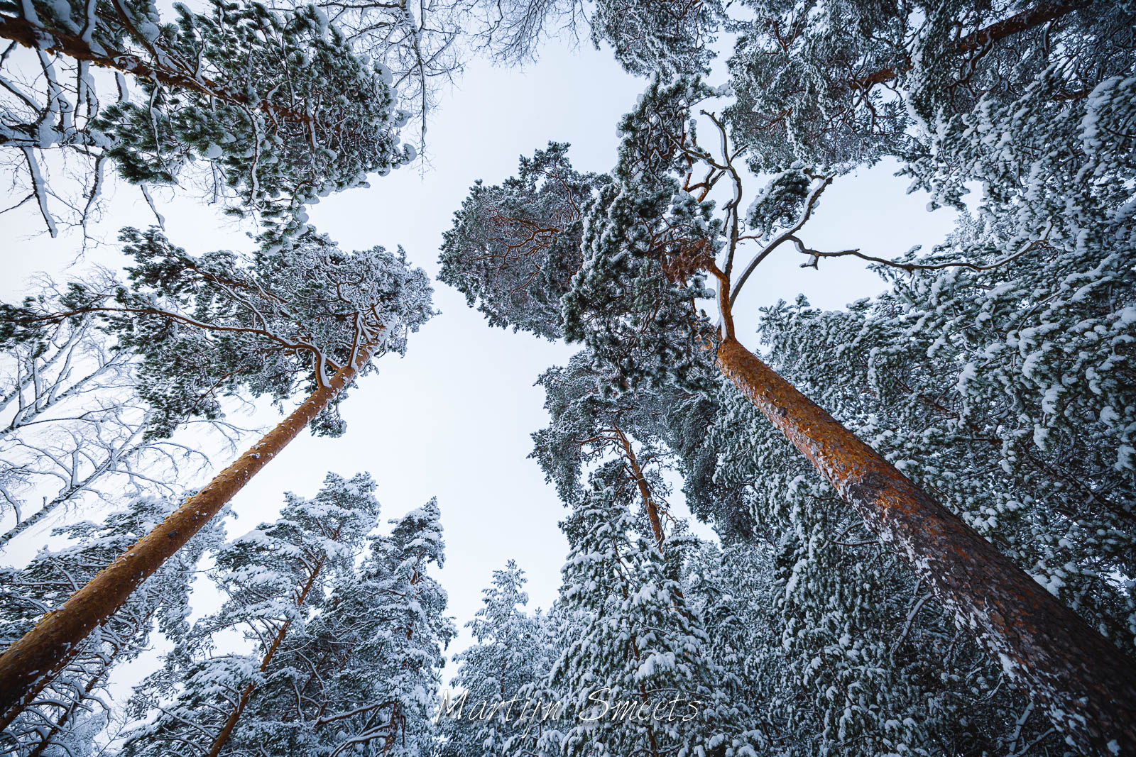 Pinetrees at Punkaharju, Finland