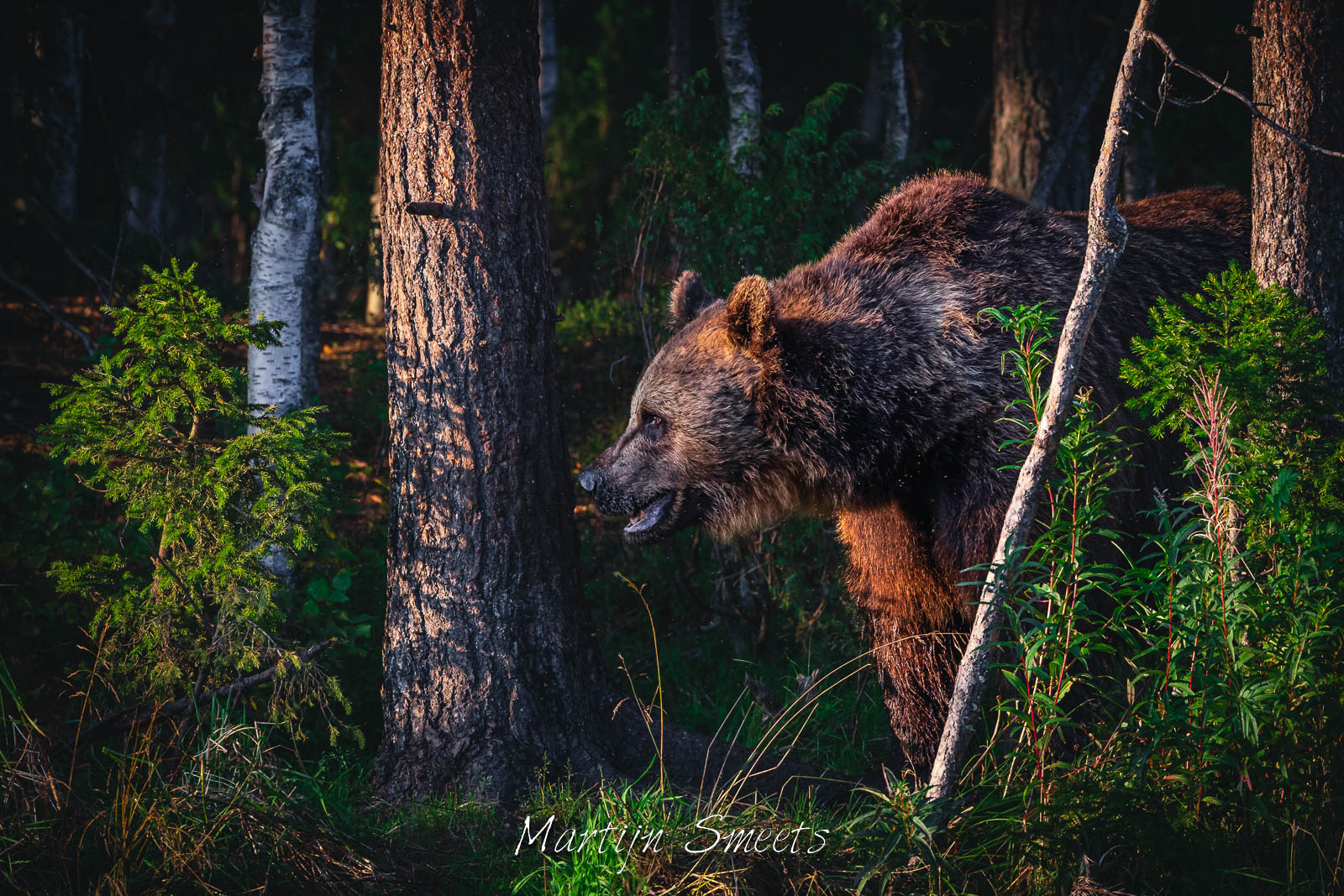 Brown bear in Kuusamo, Finland