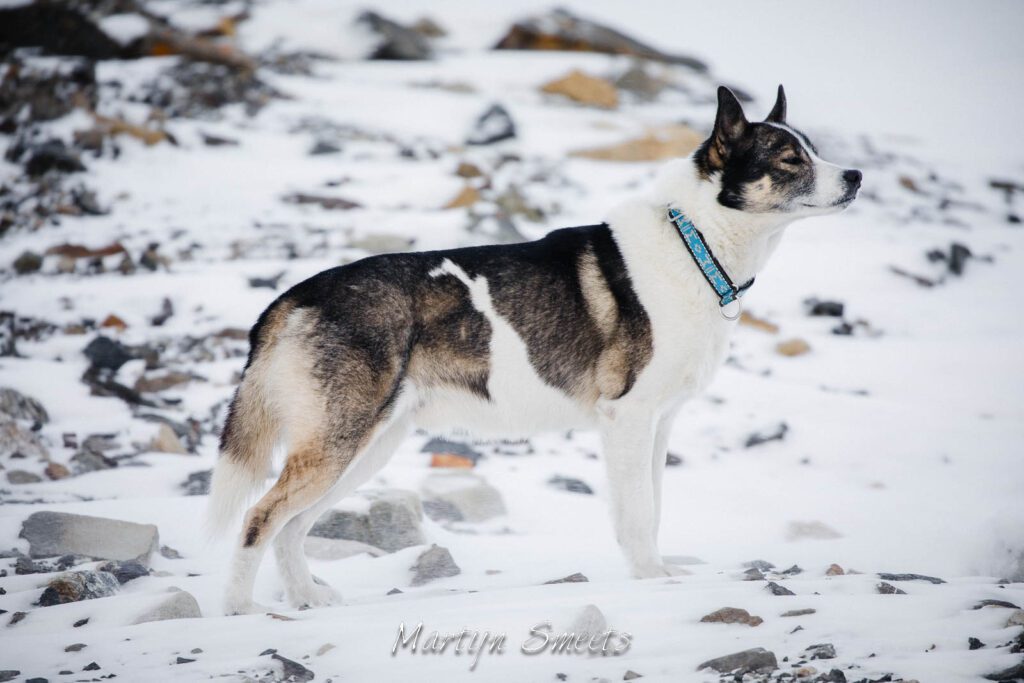 A husky in Svalbard