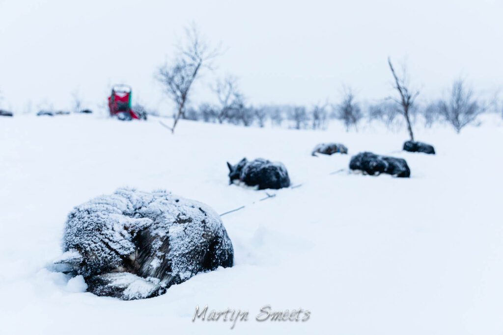 Huskies sleeping in the snow.